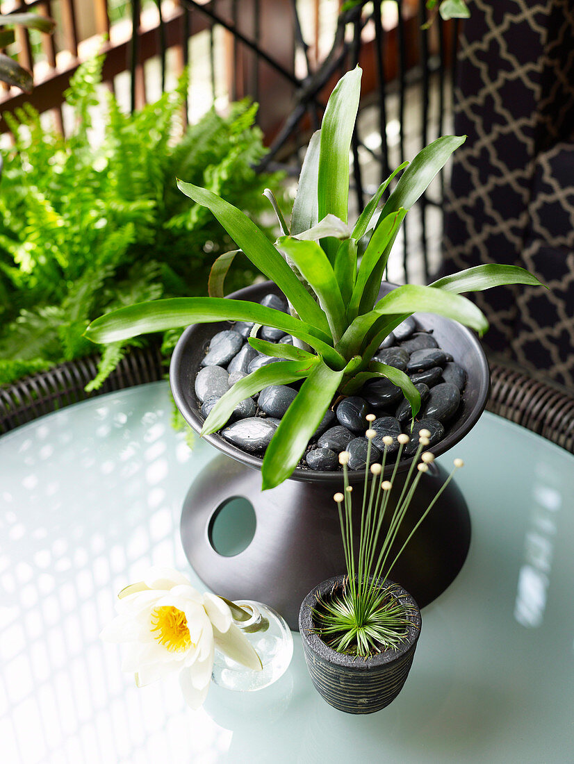 Green potted plants on table