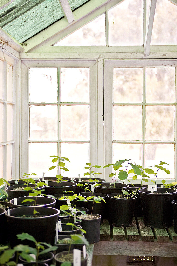 Black plastic pots of seedlings in conservatory