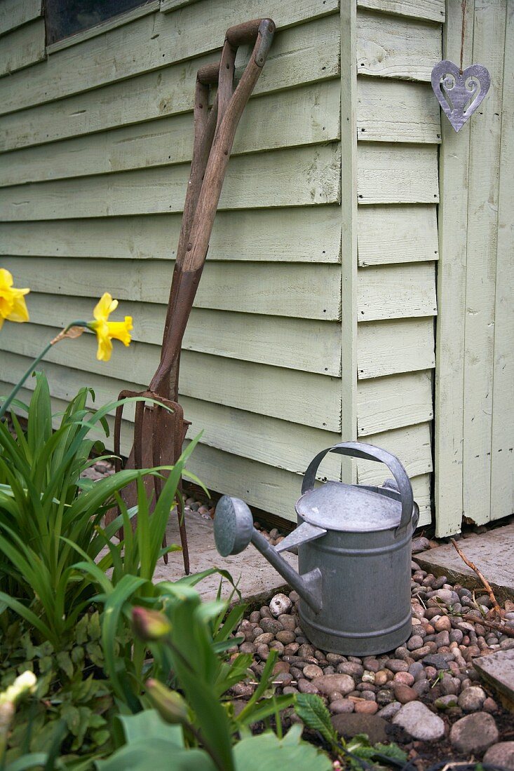 Narzisse und eine Giesskanne neben einem Gartenhaus