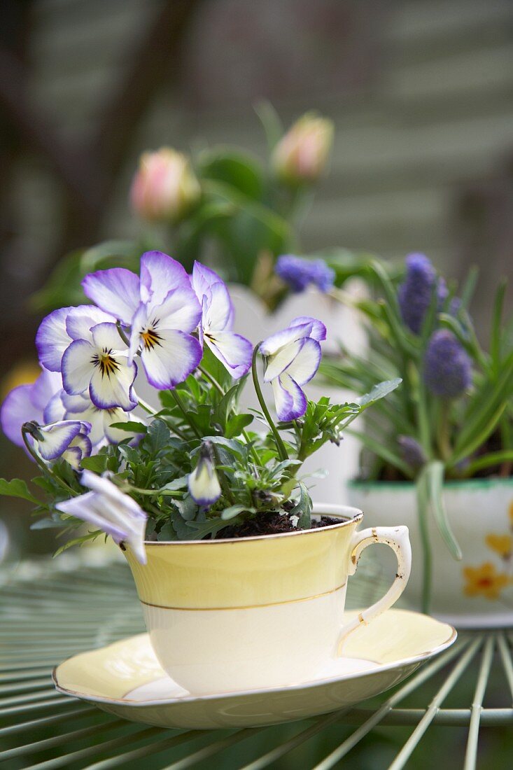 Violas planted in teacup on garden table