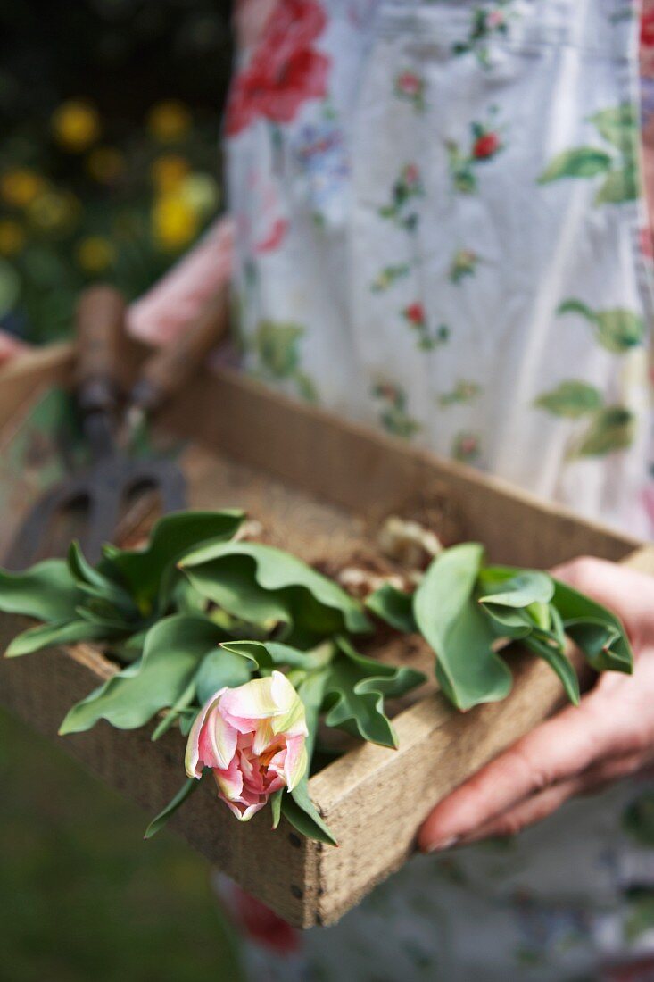 Frau hält eine Holzkiste mit Tulpen