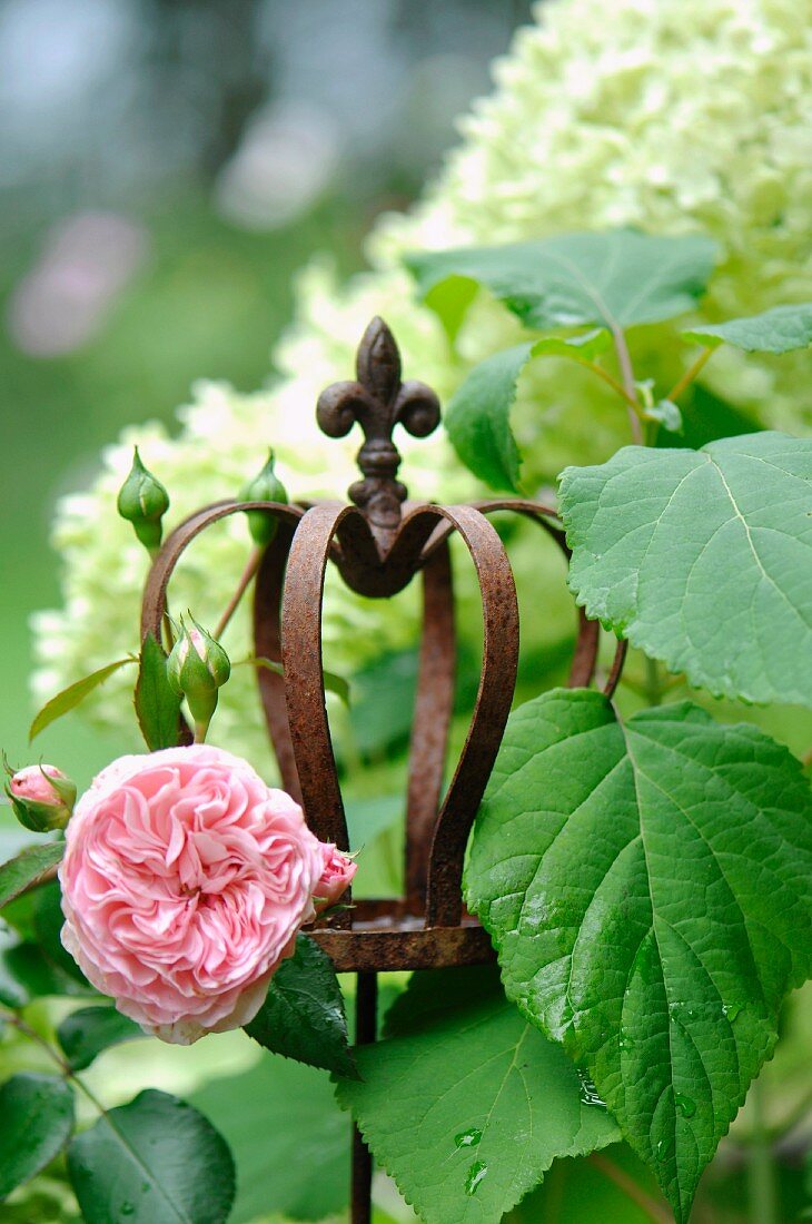 Roses & hydrangeas in garden