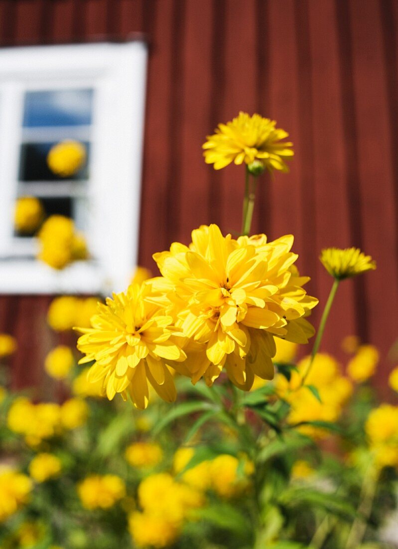 Yellow flowers