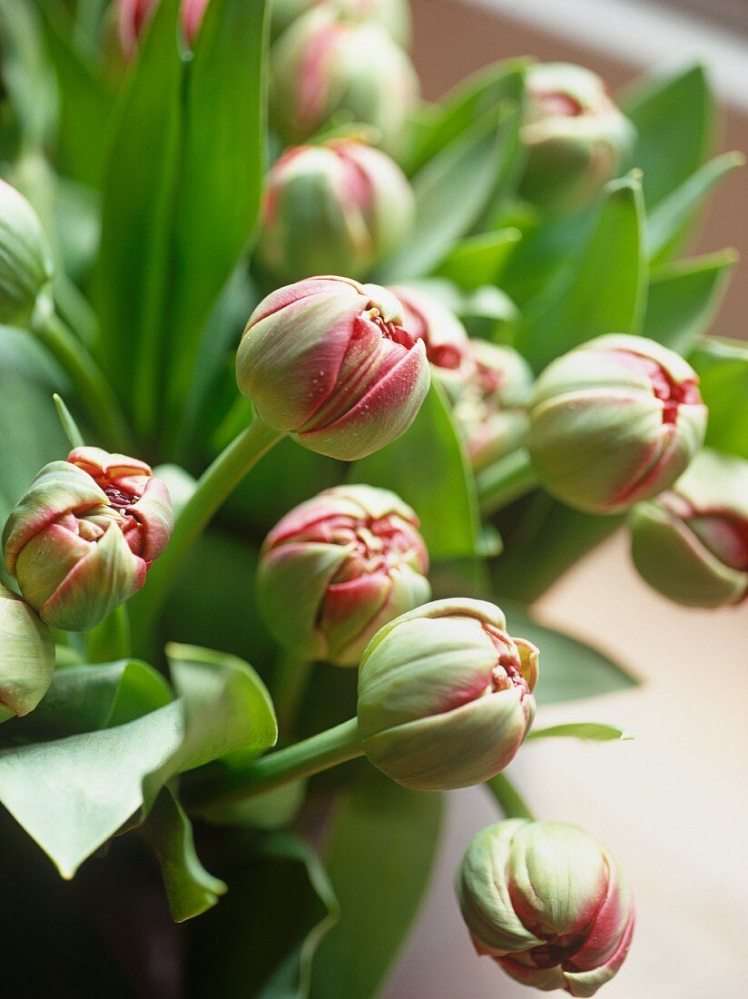 Strauss mit geschlossenen, prall runden Tulpenblüten