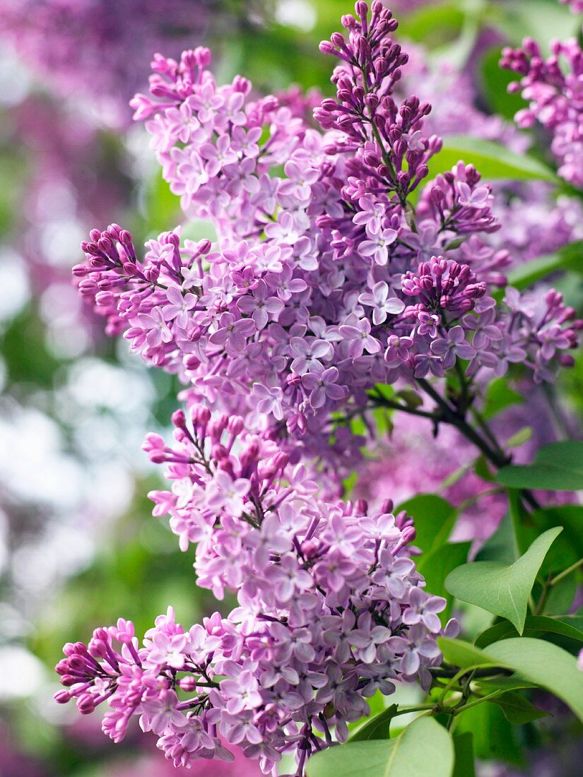 Flowering lilac