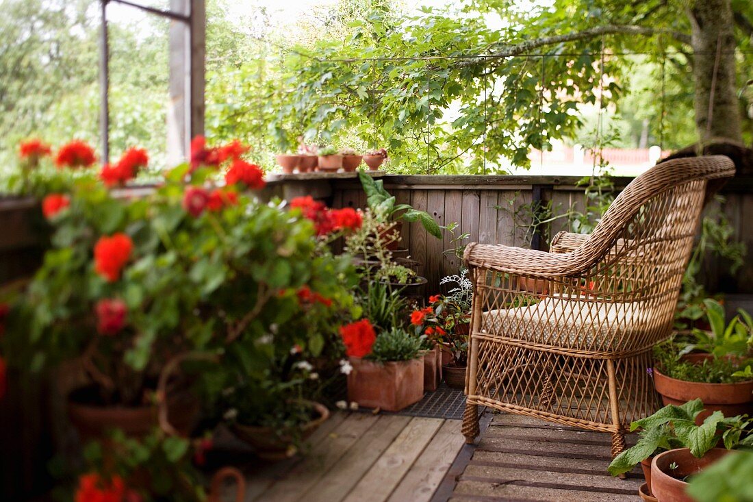 Wooden terrace with wicker armchair and various potted plants