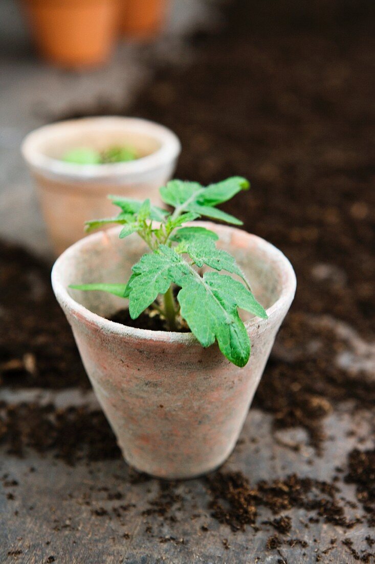 A freshly planted tomato plant in a clay pot
