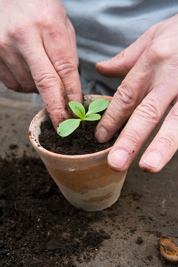 Seedling being planted in an earthenware pot
