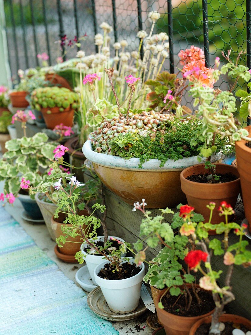 Verschiedene Blumentöpfe mit blühenden Pflanzen auf Balkon