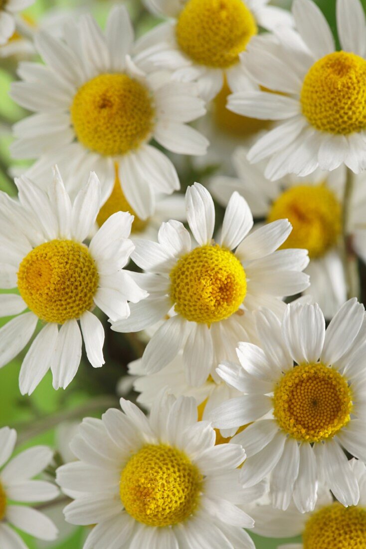 Kamillenblüten (Matricaria chamomilla)