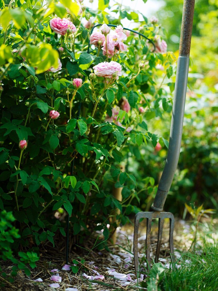 Blühender Rosenstrauch und in Erde gesteckte Gartengabel