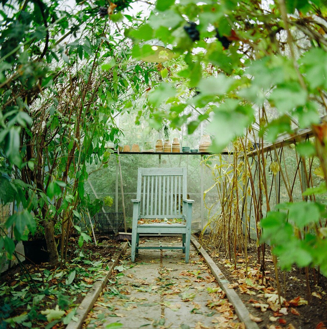Wooden chair in a green house