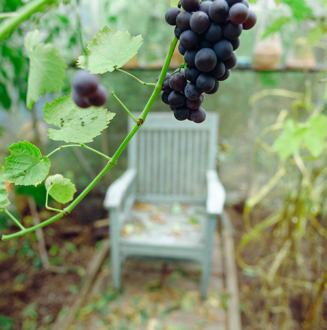 Blue grapes hanging above a chair in a green house