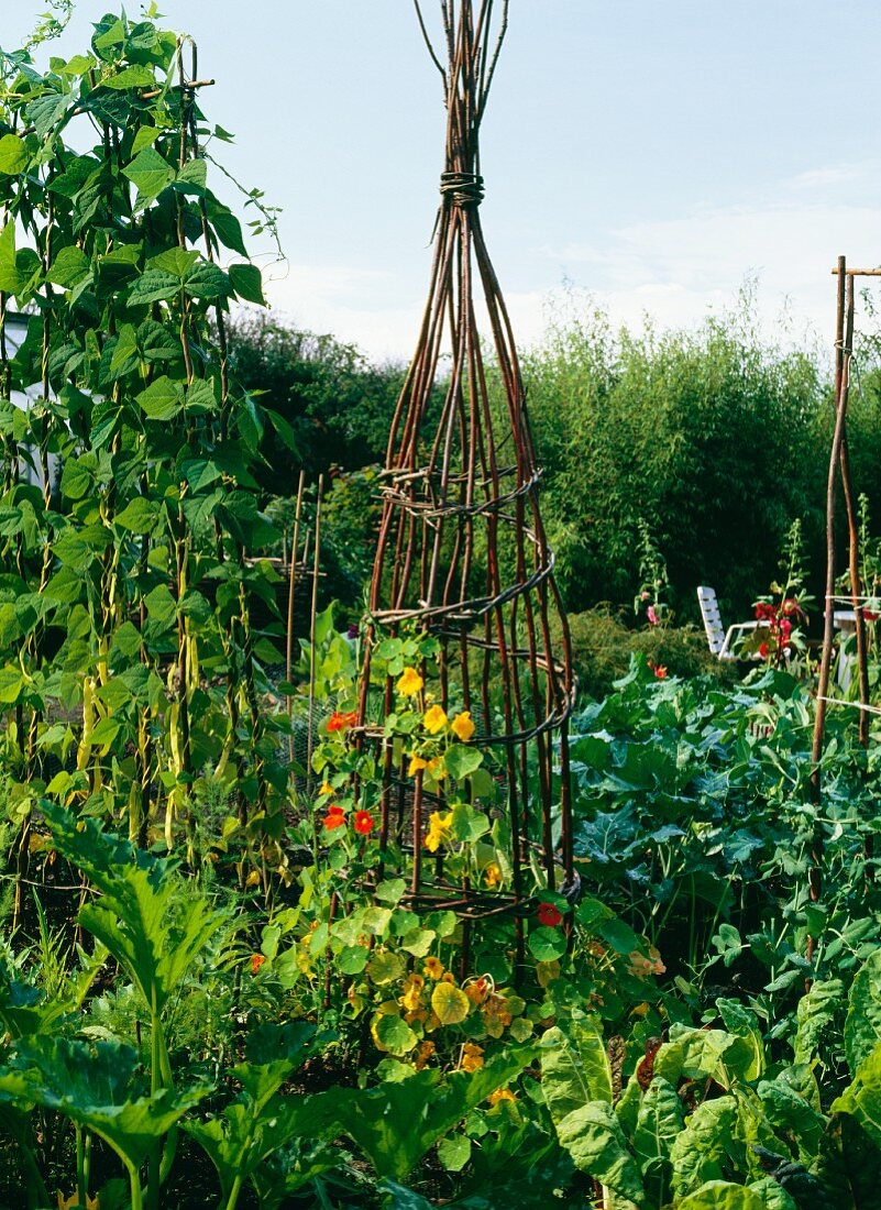 Trellis with nasturtiums in a vegetable bed