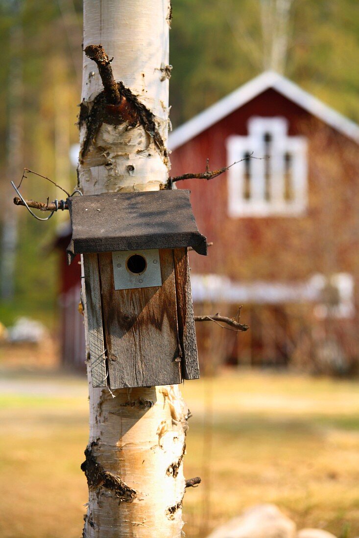 Bird house on the trunk of a birch tree