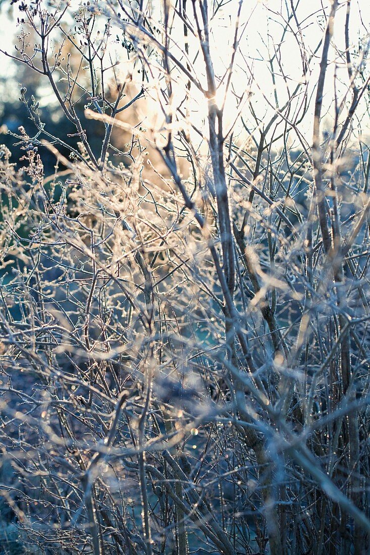 Ice covered shrubs in the winter