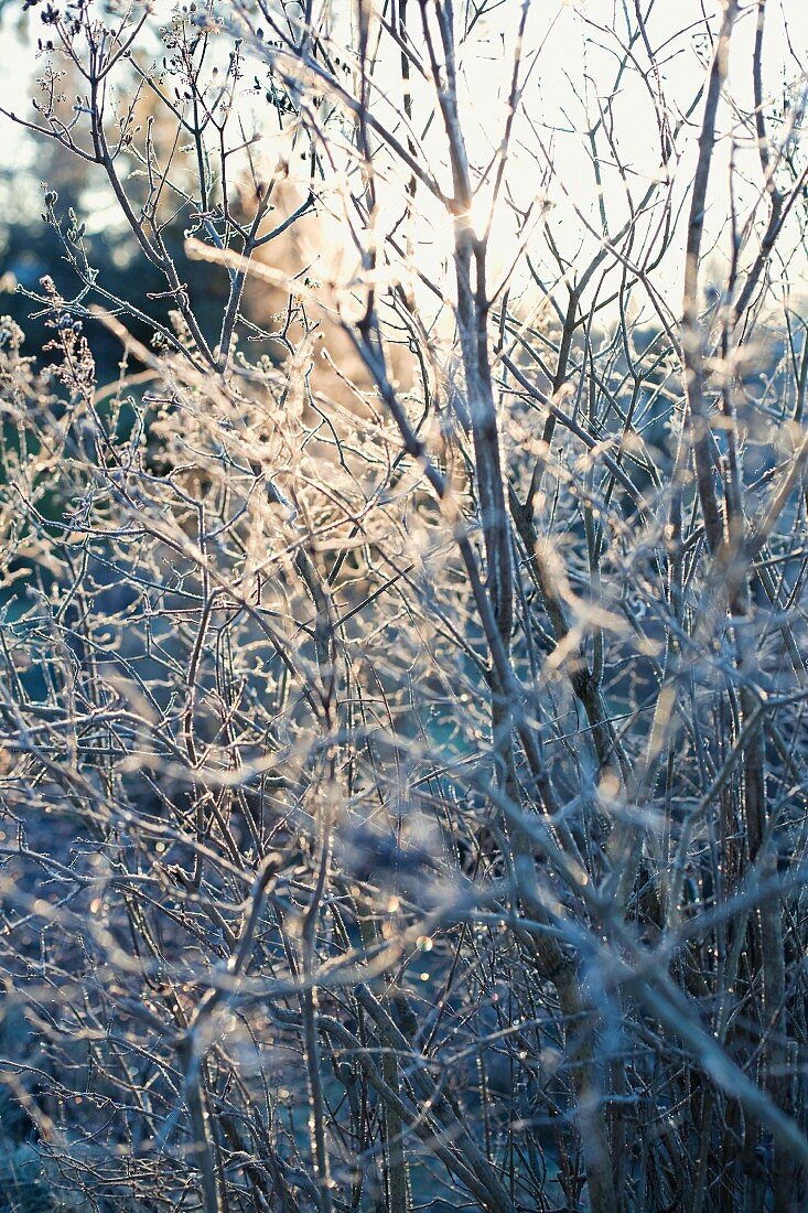 Vereiste Sträucher im Winter