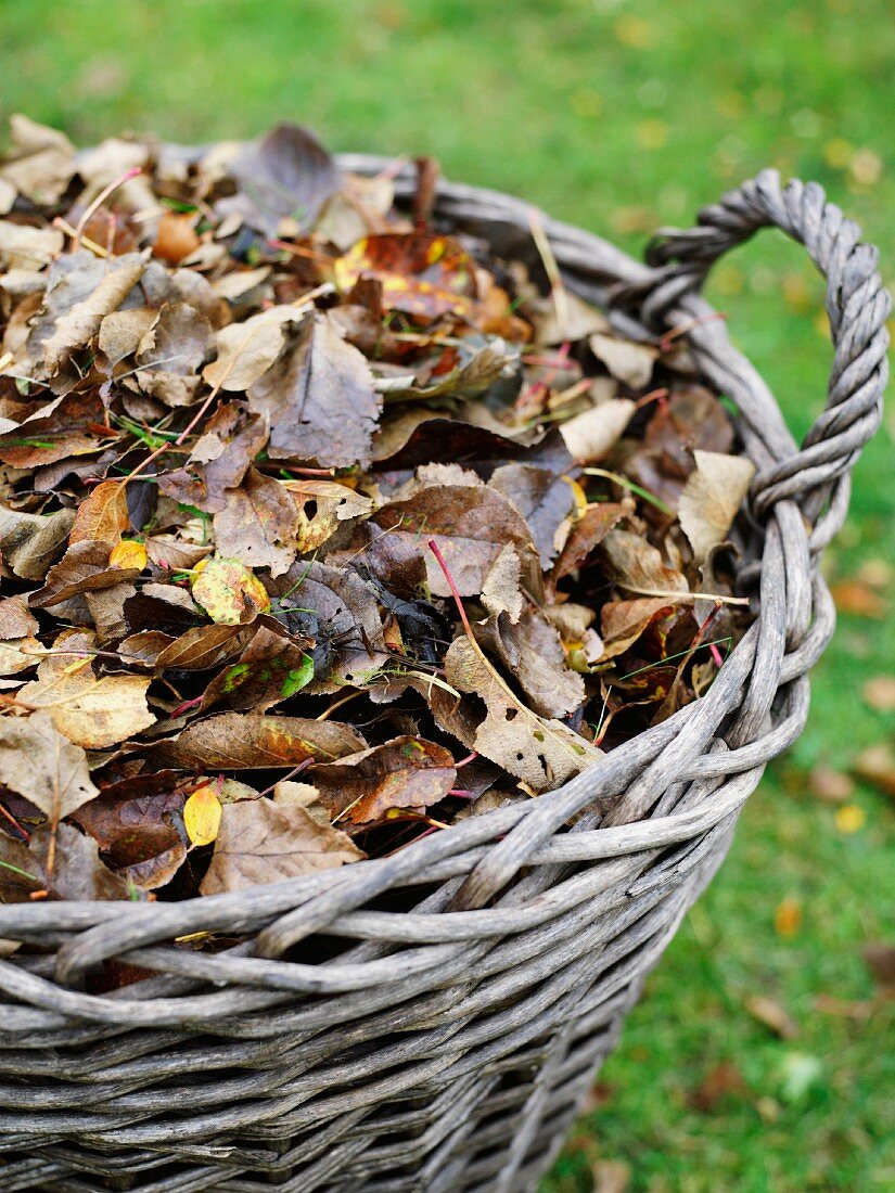 Korb mit herbstlichen Blättern im Garten