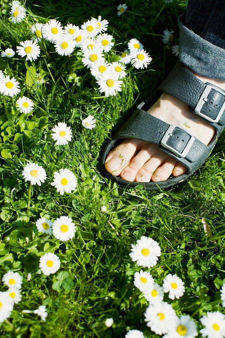 A foot in a meadow with daisies