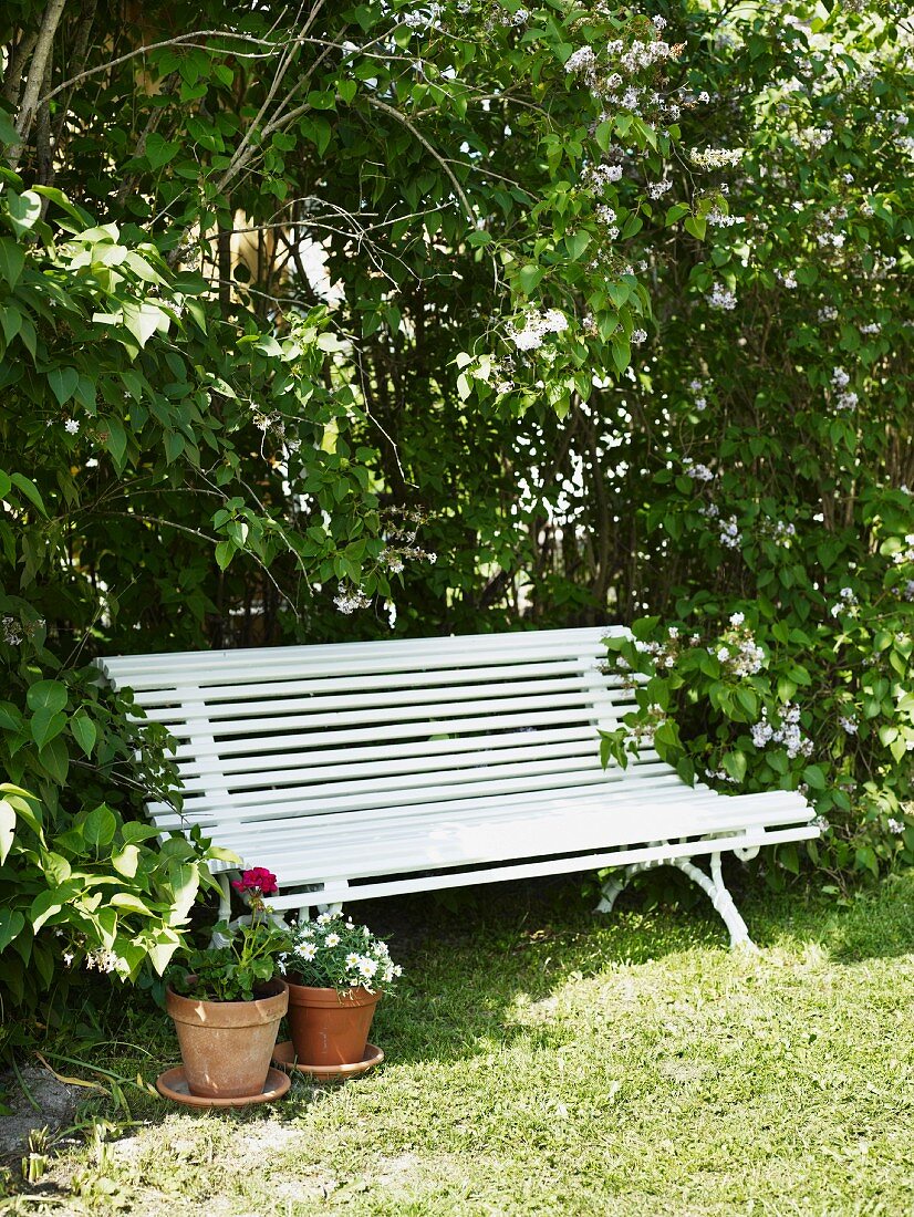 Garden bench under bushes