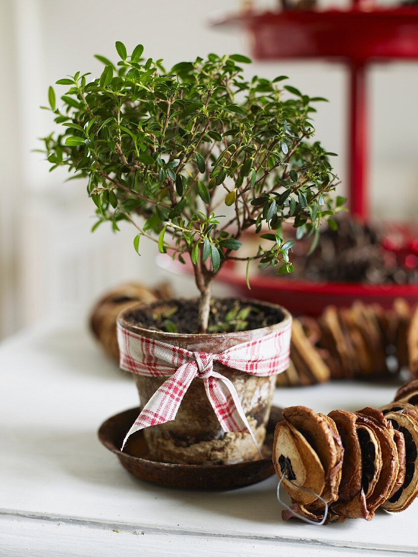 Potted plant and chain made of dried fruit
