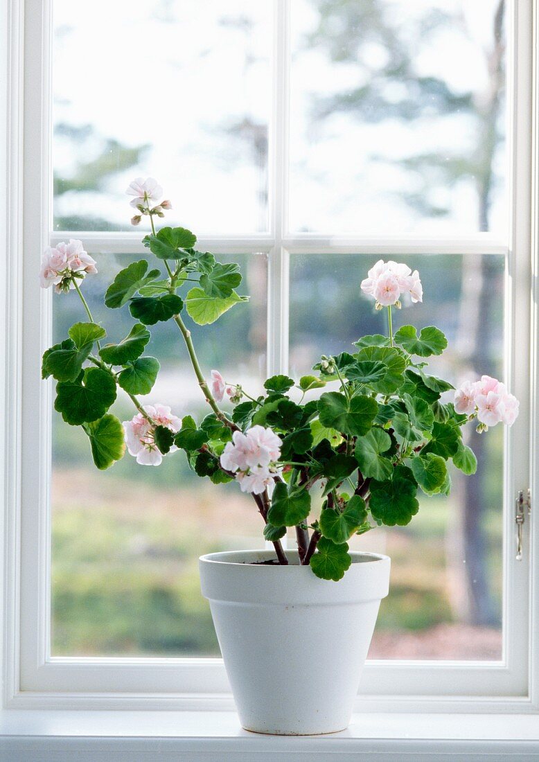 Pelargonien im Blumentopf am Fenster