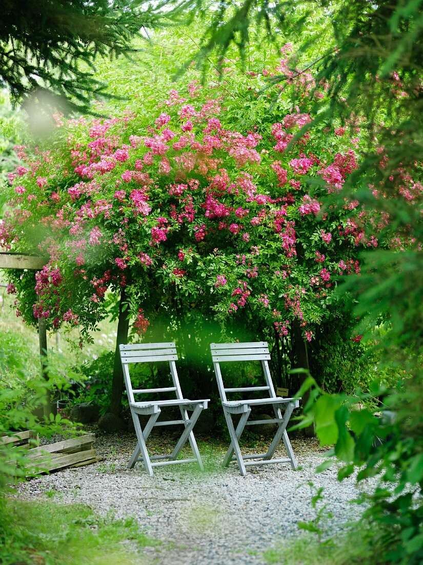 Zwei Gartenstühle vor blühendem Strauch