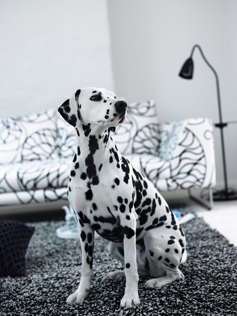 Dalmatiner sitzt auf schwarz-weißem Teppich vor Sofa