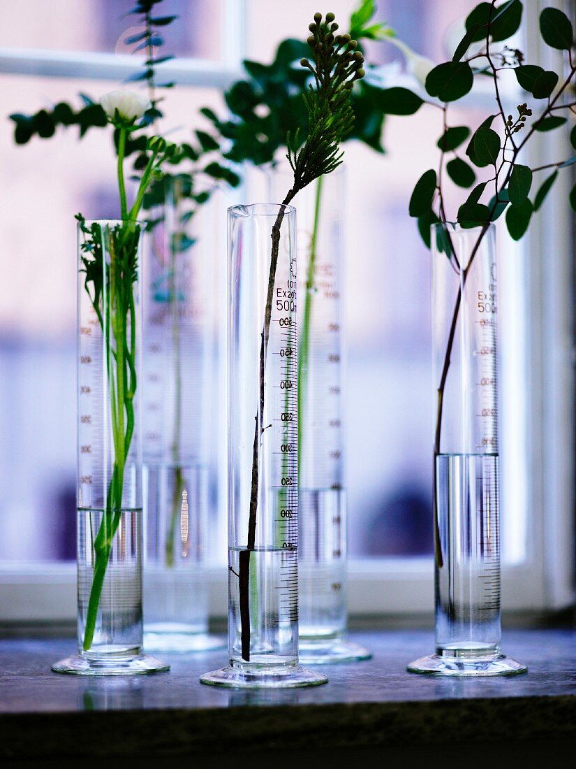 Glass measuring cylinders with flower stems