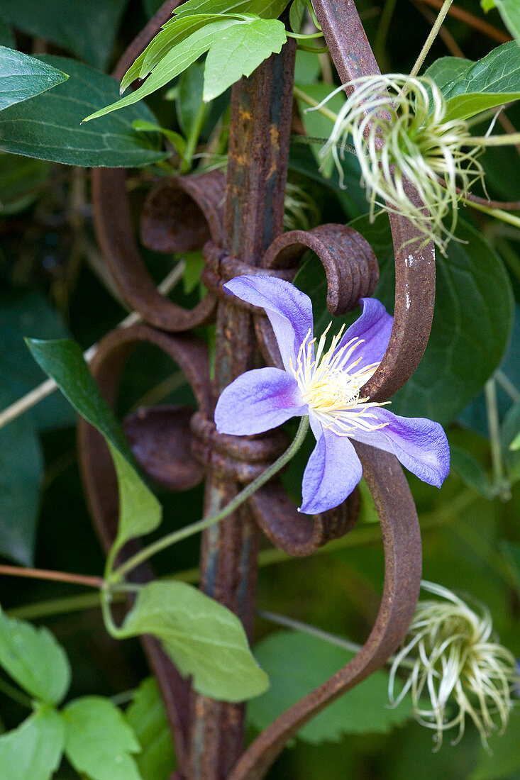 Blue clematis flower on rusty wrought iron fence element