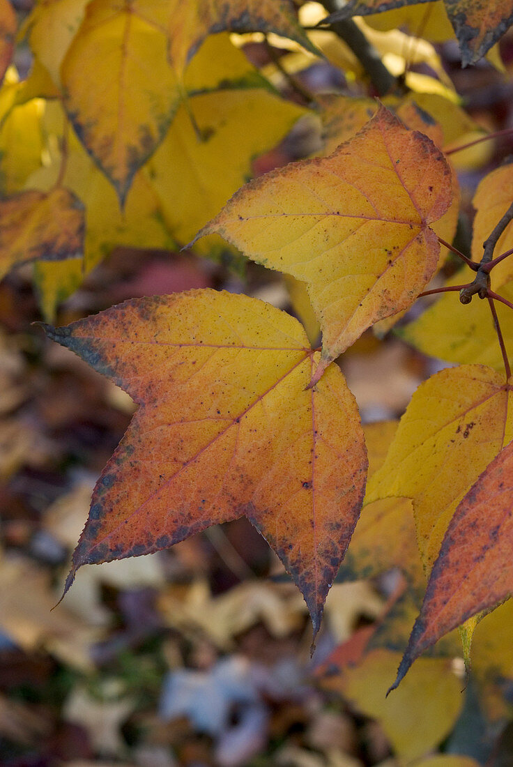 Yellow leaves of Taiwanese sweet gum tree (Liquidambar formosana var. monticola) - autumn atmosphere