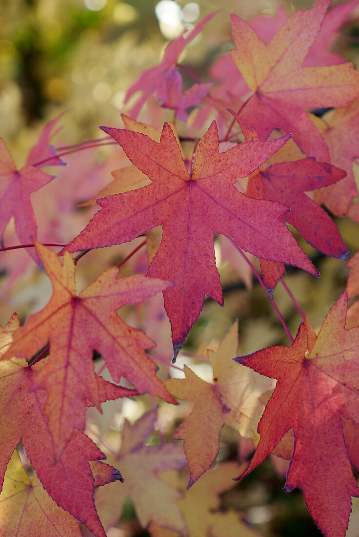 Rot-gelb verfärbte Blätter am Amberbaum (Liquidambar orientalis)