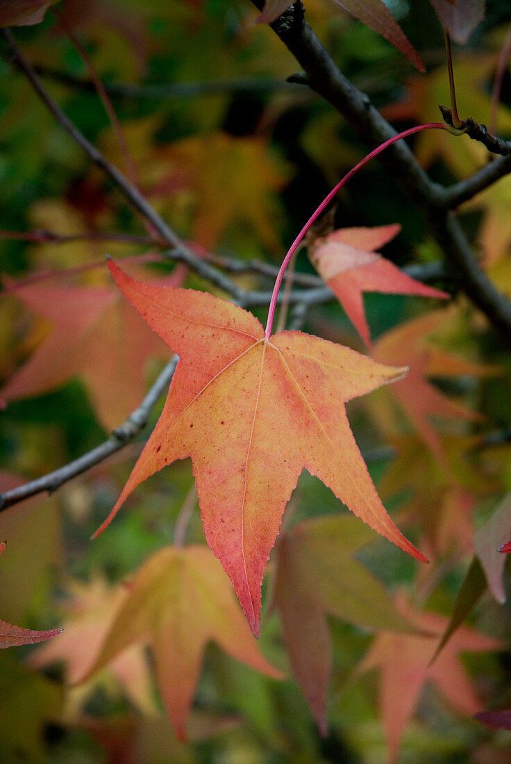 Herbststimmung - Rot-gelb verfärbtes Blatt am Amberbaum (Liquidambar styraciflua Stared)