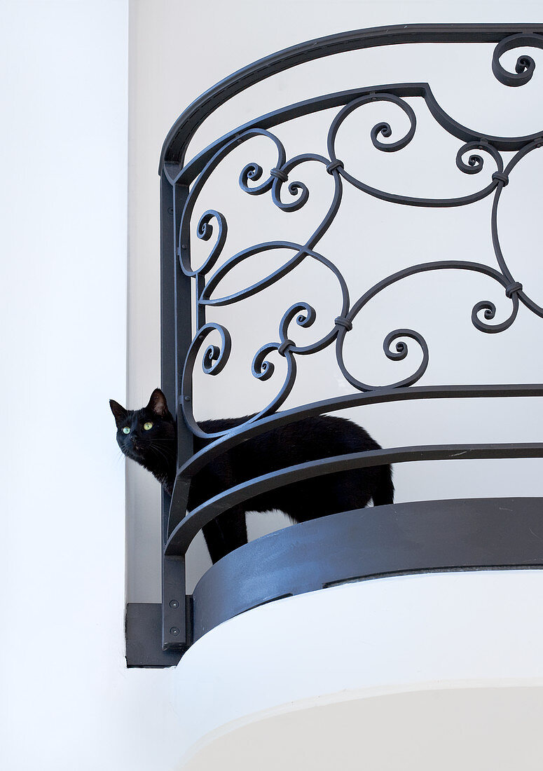 Eine schwarze Katze steckt das Köpfchen durch ein französisches Eisengeländer