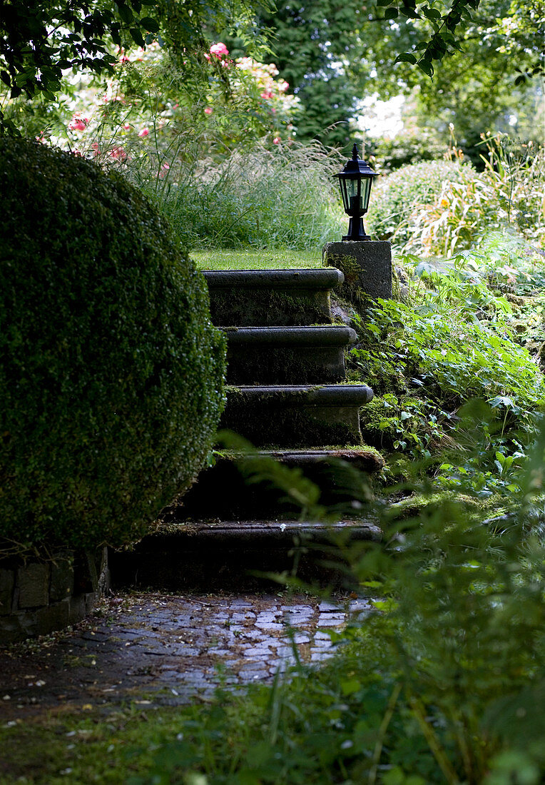 Box ball at foot of stone steps in garden