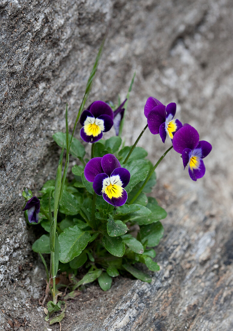 Wild violas growing out of a stone wall