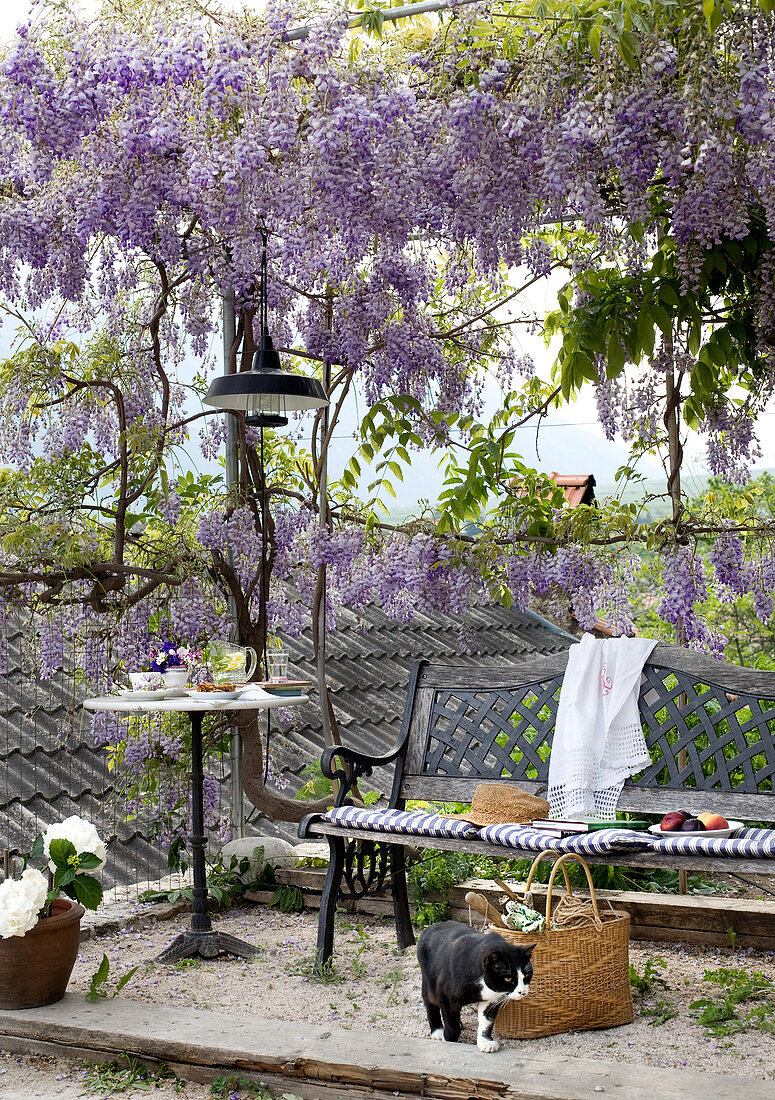 Pleasant seating area with bench and table beneath wisteria-covered arbour