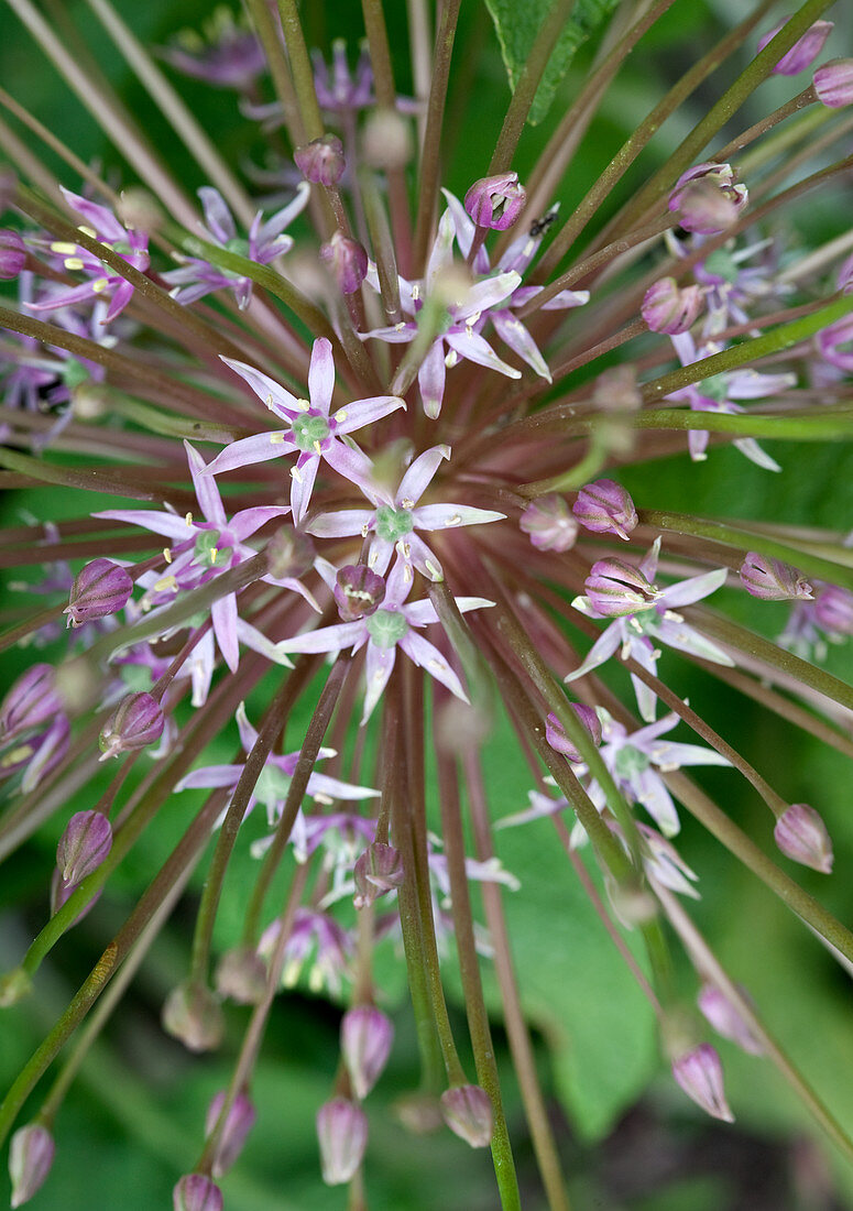 Star of Persia (Allium cristophii)