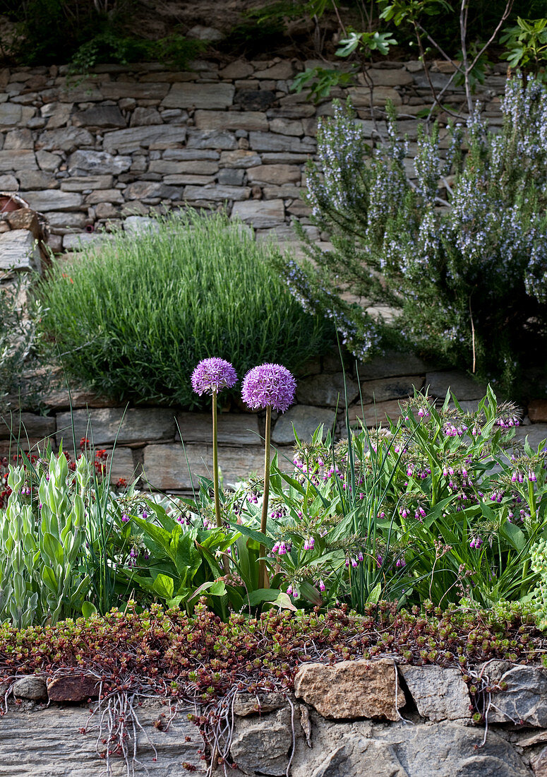 Alliums and other flowering plants growing on stone wall