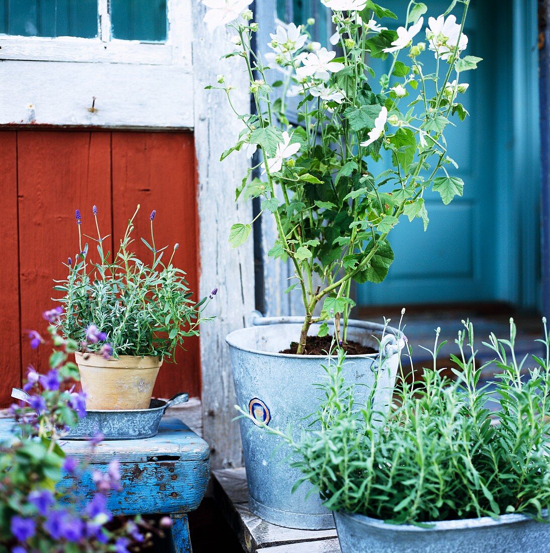 Herb pots in front of a rustic wooden house