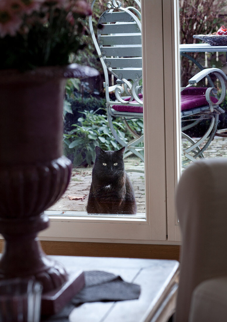 Schwarze Katze schaut durch die verglaste Terrassentür ins Wohnzimmer