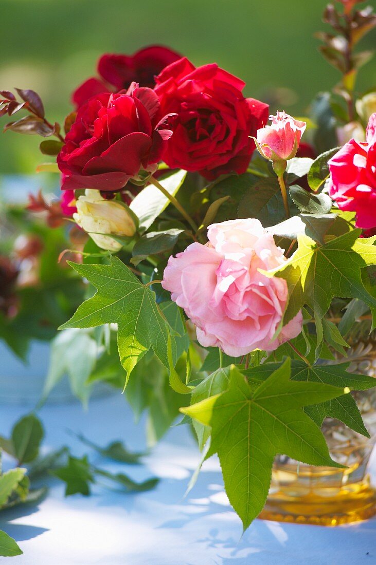 Roses in glass vase