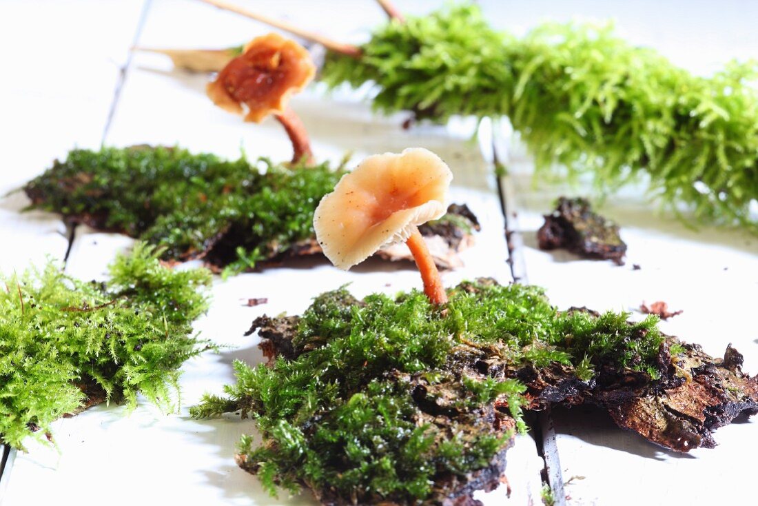 Mushrooms on moss on wooden background