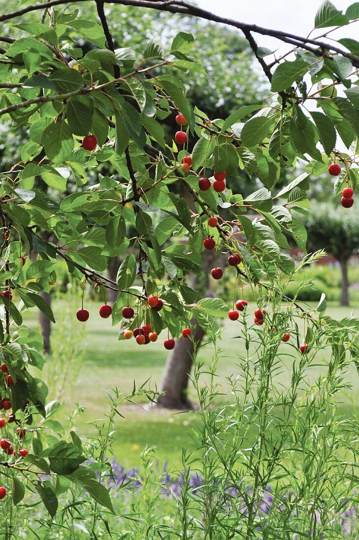 Fruit on cherry branch in garden