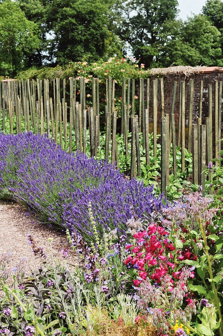 Flowering lavender and wooden plant stakes in Mediterranean garden