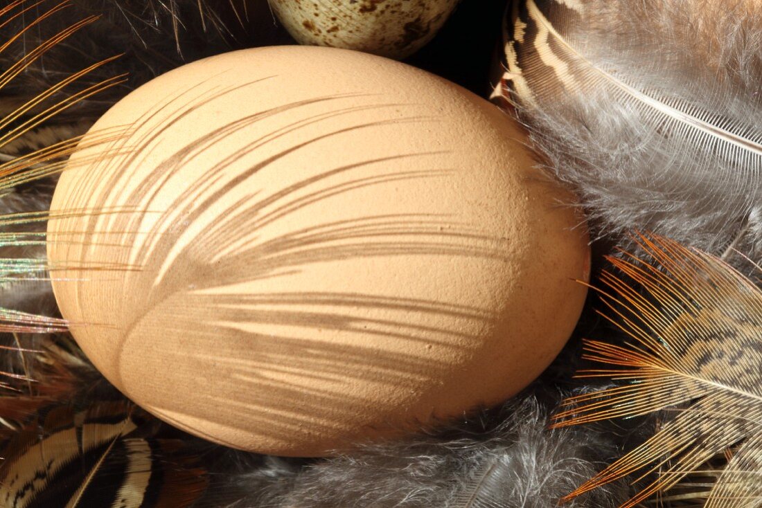 Chicken egg with a shadow from a feather