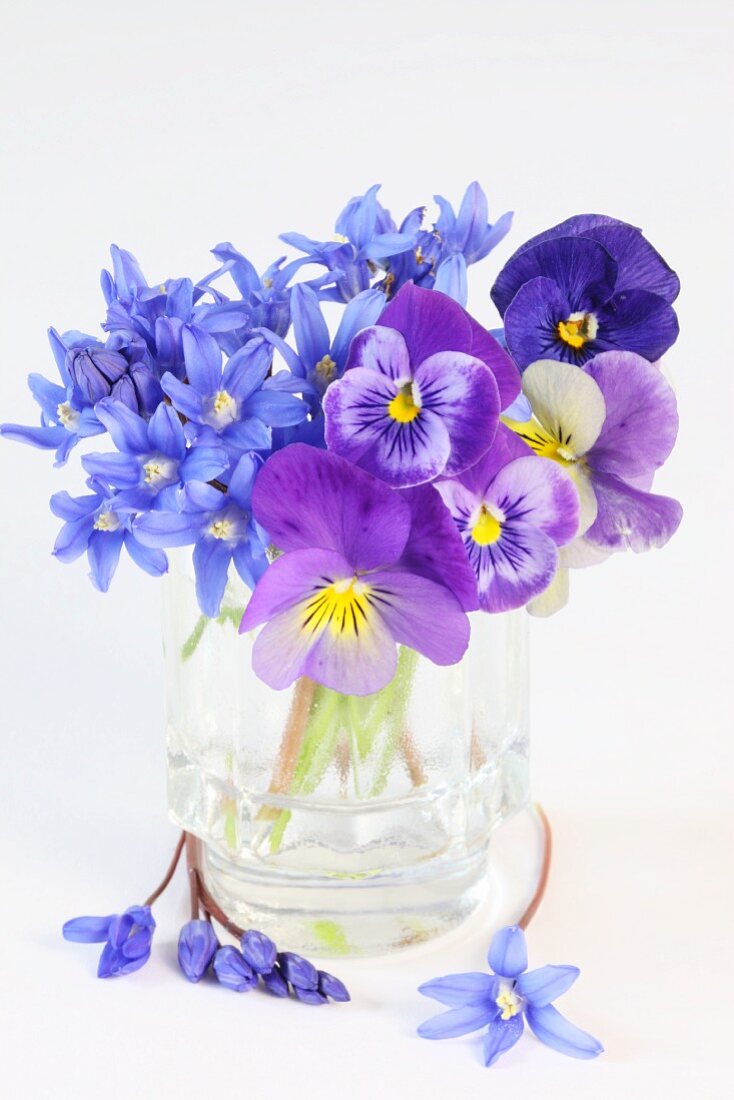 Spring posy of scilla and violas