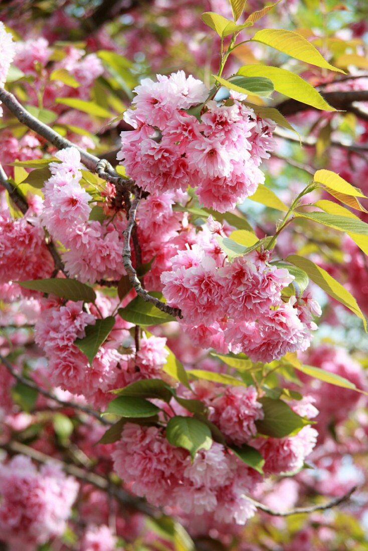 Japanese cherry (in blossom)