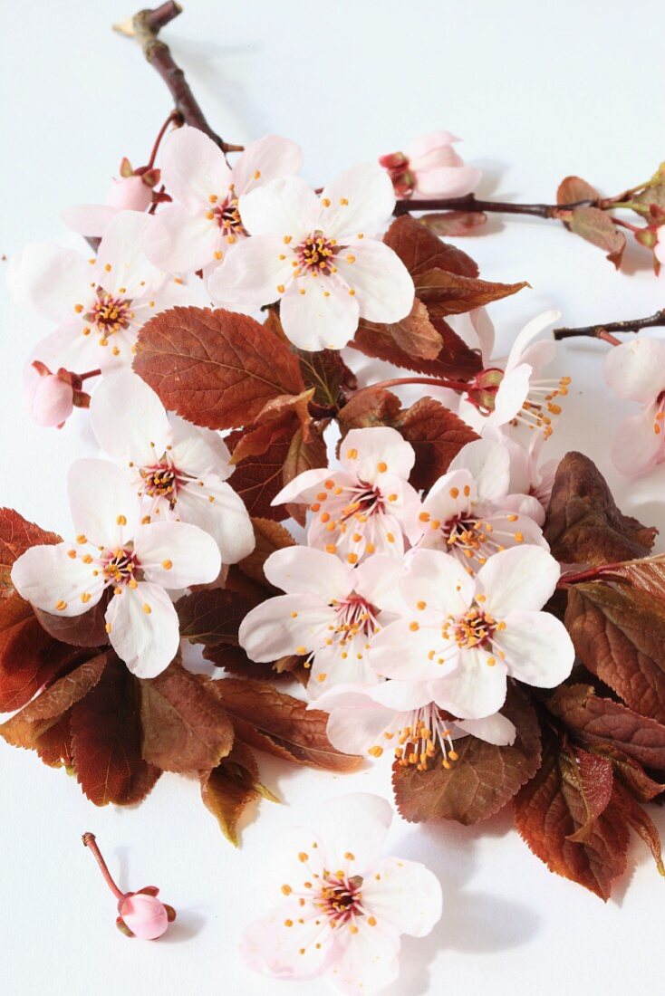 Branch of plum blossom