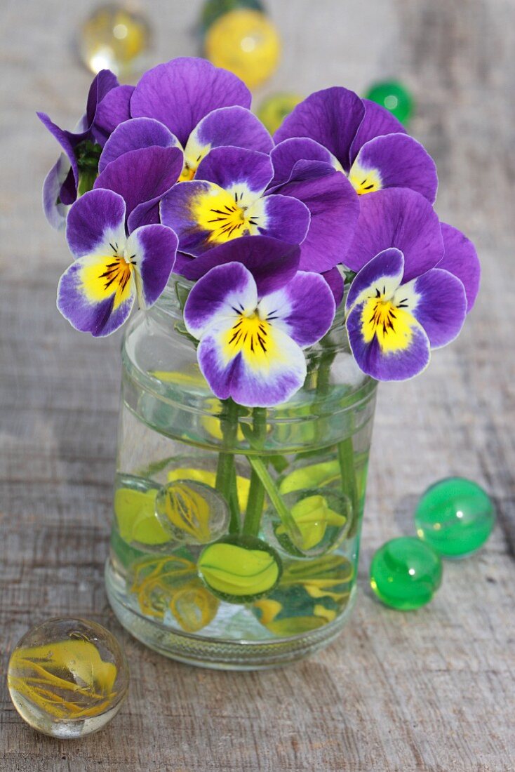 Violas in water glass with marbles